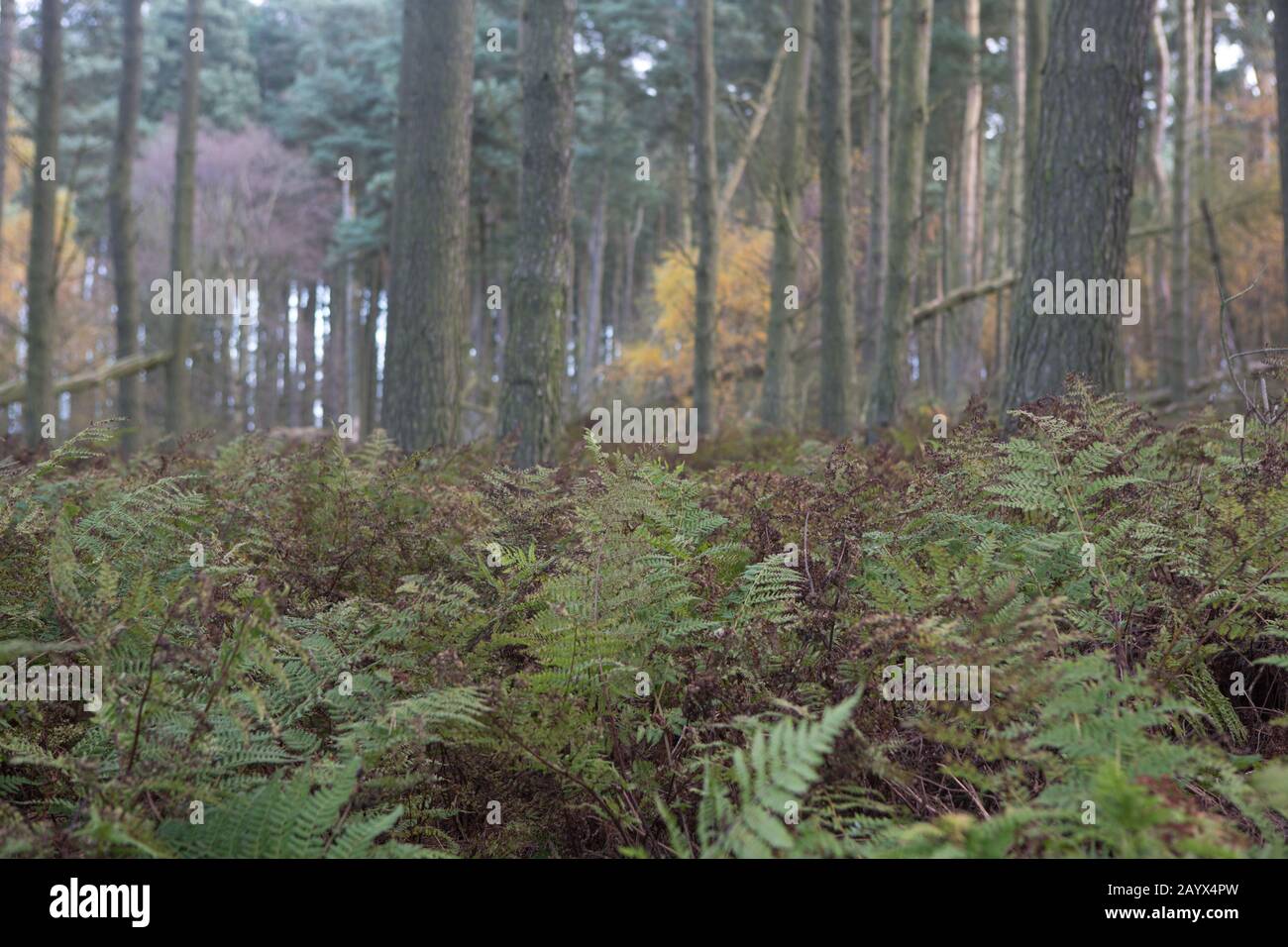 Herbstliche Farben von Kinaldy Forest, St Andrews, Fife, Schottland Stockfoto