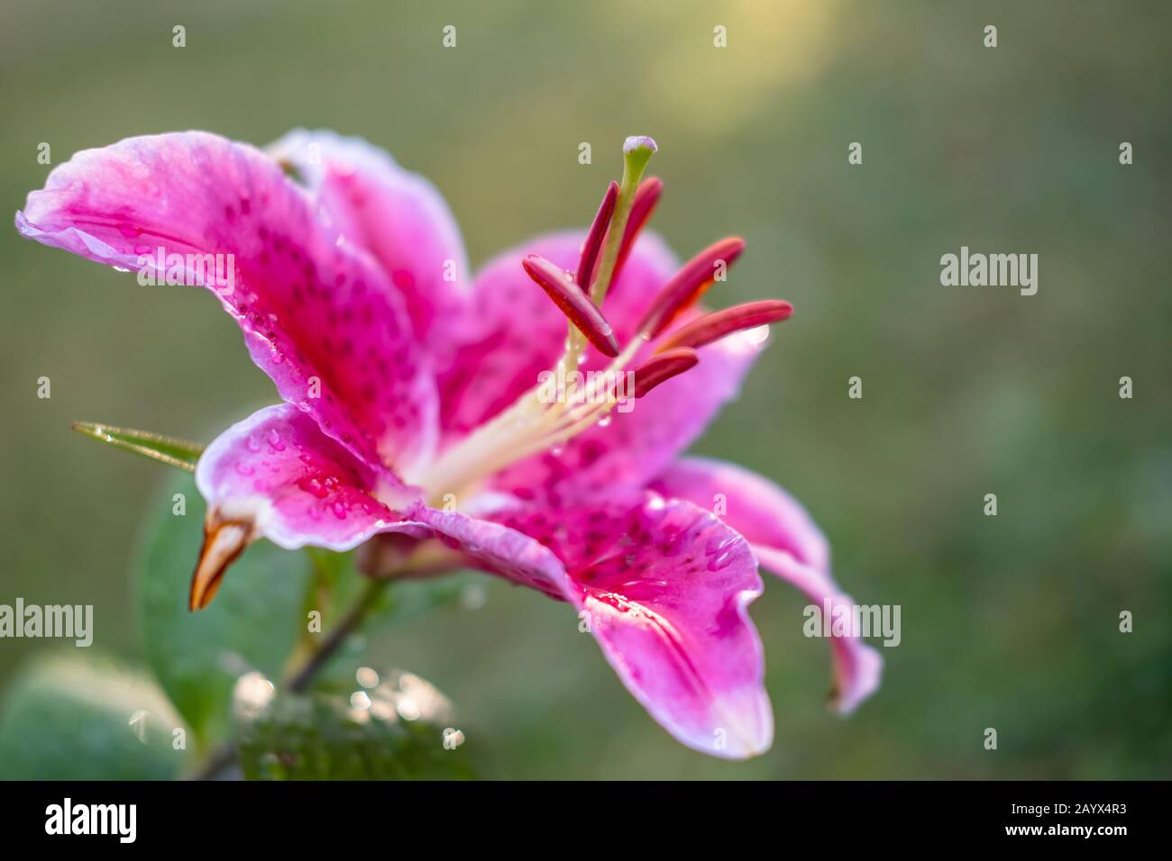 Schöner blühender Sternengazer in Regentropfen, bei Sonnenuntergang, auf einem verschwommenen Hintergrund von Grün. Orientalische Hybrid-Unterart der Lilie. Stockfoto