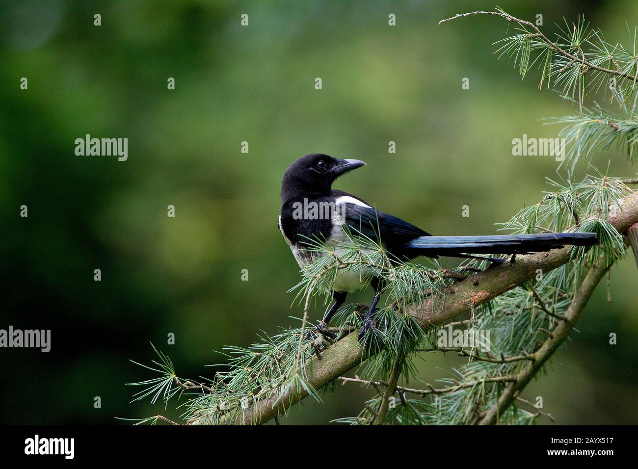 Schwarz in Rechnung gestellt Elster oder europäische Elster, Pica Pica, Erwachsenen stehen auf Zweig, Normandie Stockfoto