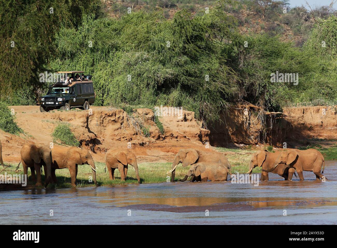 Afrikanischer Elefant, Loxodonta Africana, Herde Kreuzung River, Samburu Park in Kenia Stockfoto