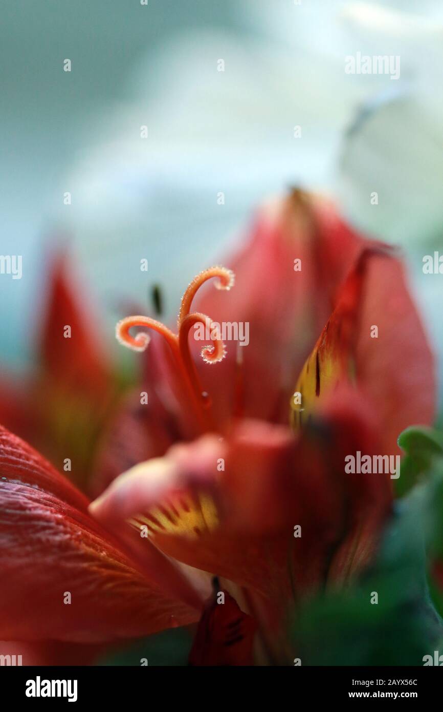 Rote und goldene Blume - Makrofotografie Stockfoto