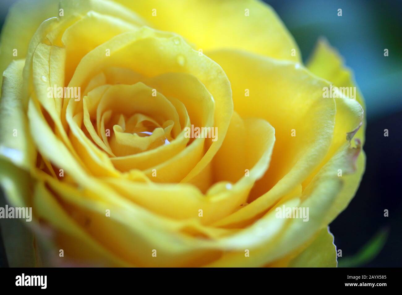 Gelbe Rose Close-up Stockfoto