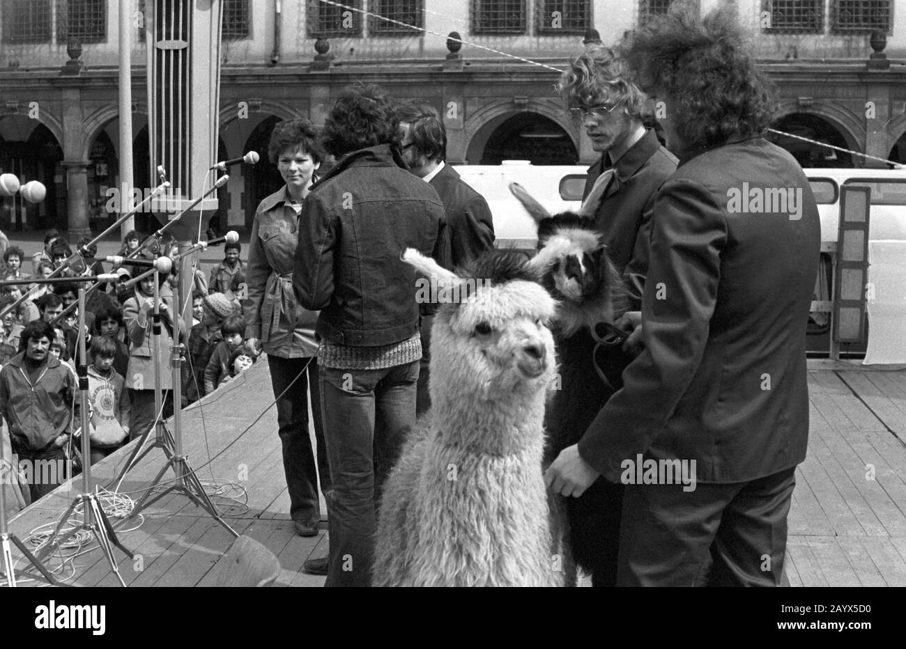 01. Mai 1979, Brandenburg, Leipzig: Nach der Demonstration am 1. Mai 1979 in Leipzig am Ring, in der "DDR internationaler Kampf- und Feiertag Der Arbeiter für Frieden und den Nationalsozialismus", findet in der Innenstadt von Leipzig ein öffentliches fest mit Bühnenvorstellungen statt. Hier ein Lama aus dem Leipziger Zoo. Foto: Volkmar Heinz / dpa-Zentralbild / ZB Stockfoto