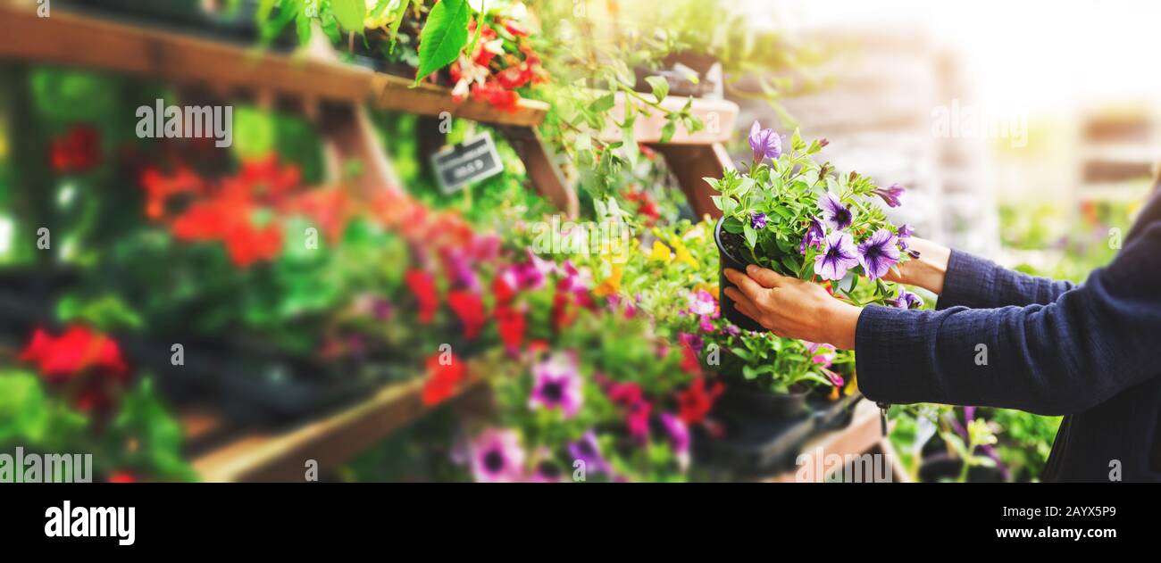 Frau pflücken Petunia Blumentopf aus dem Regal im Gärtnerei-Laden. Kopierraum Stockfoto