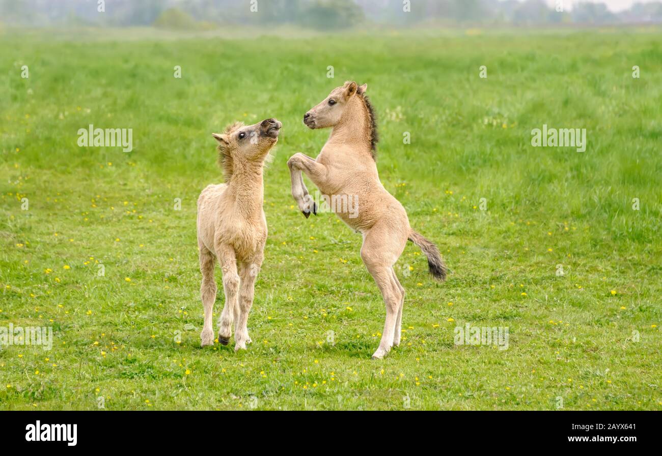 Zwei niedliche dun-farbige Konik Fohlen spielen und züchten, eine polnische Primitivpferderasse leben im Naturreservat De Rug, Roosteren, Niederlande Stockfoto