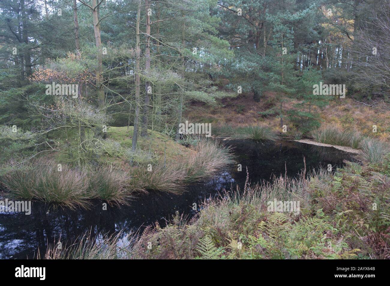 Dunkles Wasser eines Waldteiches, umgeben von Herbstfarben, Kinaldy, St Andrews, Fife, Schottland. Stockfoto