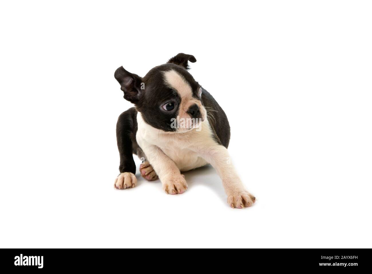 Boston Terrier Dog, Pup vor weißem Hintergrund Stockfoto