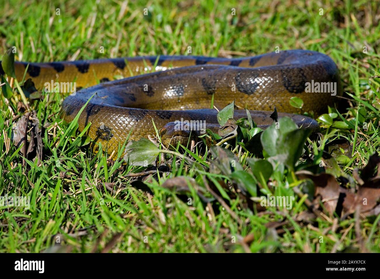 Grüne Anakonda, Eunectes Murinus, Los Lianos in Venezuela Stockfoto