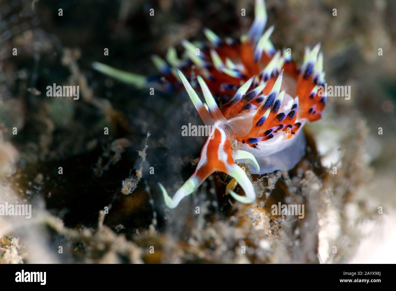 Nudibranch Caloria indica. Unterwasserfotografie aus Tulamen, Bali, Indonesien Stockfoto
