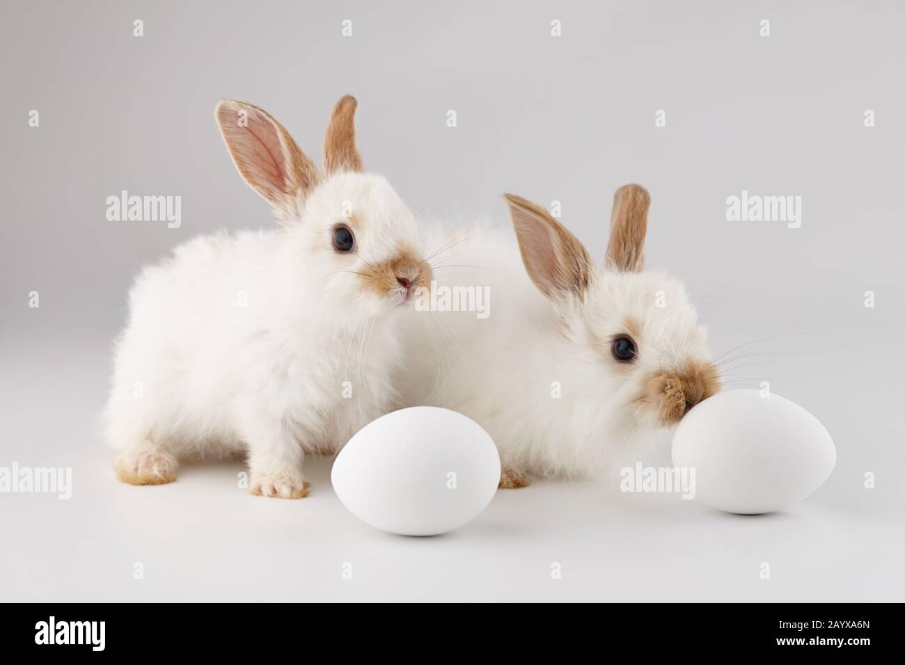 Zwei weiße Baby-Kaninchen mit Ostereiern Stockfoto