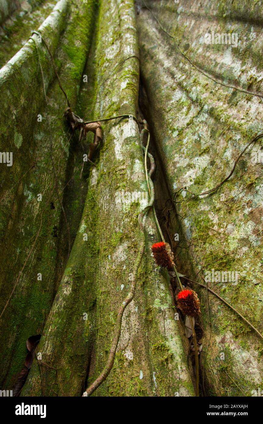 Eine Weinrebe mit roten Blumen an einem Baum mit Baumstämmen im Regenwald  am Fluss Maranon im peruanischen Amazonas-Flussbecken bei Iquitos  Stockfotografie - Alamy
