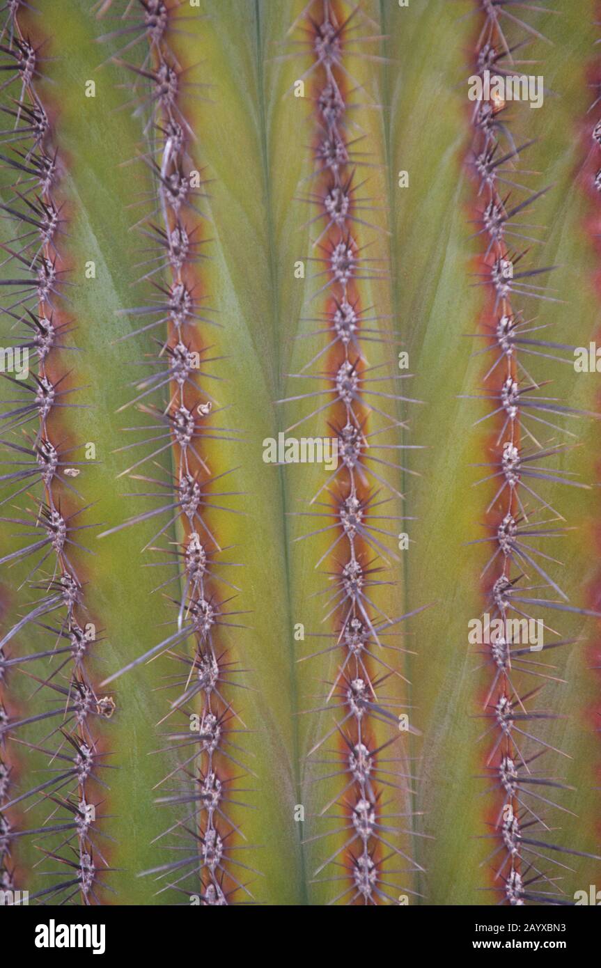 Nahaufnahme eines Kardonkaktus (Pachycereus pringlei) auf der Isla Espirituo Santo in Baja California, Mexiko. Stockfoto