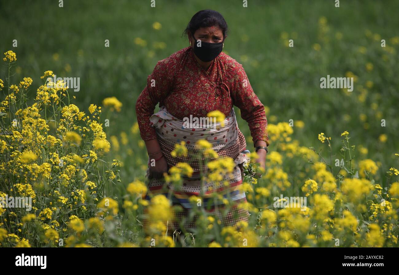 Bhaktapur, Nepal. Februar 2020. Eine Frau, die eine Gesichtsmaske trägt, arbeitet auf einem Feld in der Nähe der Quarantänezone in Bhaktapur, Nepal. Nepali-Bürger, die aus Wuhan, einer chinesischen Stadt, evakuiert werden, das Epizentrum des neuartigen Coronavirus, der jetzt COVID-19-Ausbruch, werden auf Symptome der Infektion in der Kharipati-Quarantänezone in Bhaktapur überwacht. Credit: Sunil Sharma/ZUMA Wire/Alamy Live News Stockfoto
