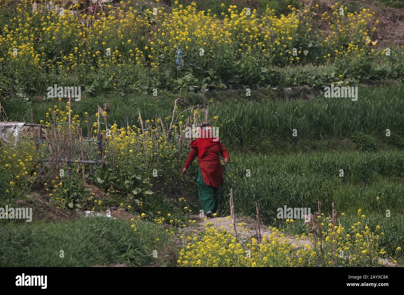 Bhaktapur, Nepal. Februar 2020. Eine Frau, die ihr Gesicht bedeckt, läuft auf einem Feld in der Nähe der Quarantänezone in Bhaktapur, Nepal. Nepali-Bürger, die aus Wuhan, einer chinesischen Stadt, evakuiert werden, das Epizentrum des neuartigen Coronavirus, der jetzt COVID-19-Ausbruch, werden auf Symptome der Infektion in der Kharipati-Quarantänezone in Bhaktapur überwacht. Credit: Sunil Sharma/ZUMA Wire/Alamy Live News Stockfoto