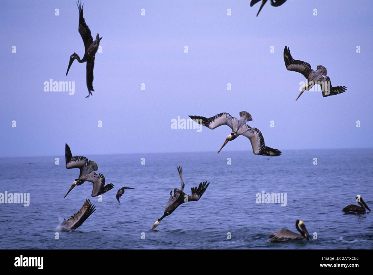 Braune Pelikane (Pelecanus occidentalis) tauchen in der Nähe von Loreto in Baja California, Mexiko. Stockfoto