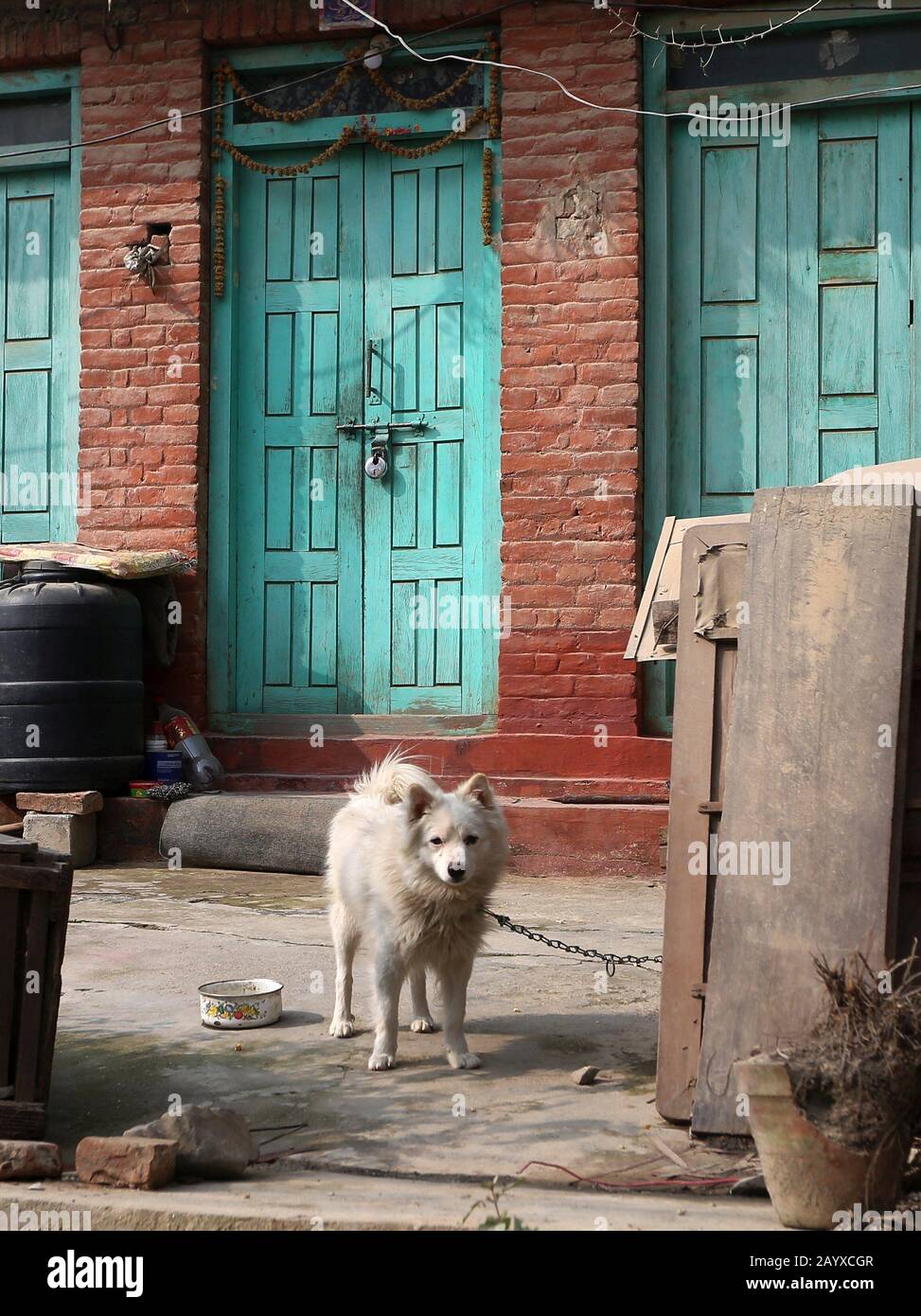Bhaktapur, Nepal. Februar 2020. Ein Hund ruht außerhalb eines leeren Hauses in der Nähe der Quarantänezone, nachdem er aufgrund der Angst vor einer Infektion mit Coronavirus in Bhaktapur, Nepal, verlassen wurde. Nepali-Bürger, die aus Wuhan, einer chinesischen Stadt, evakuiert werden, das Epizentrum des neuartigen Coronavirus, der jetzt COVID-19-Ausbruch, werden auf Symptome der Infektion in der Kharipati-Quarantänezone in Bhaktapur überwacht. Credit: Sunil Sharma/ZUMA Wire/Alamy Live News Stockfoto