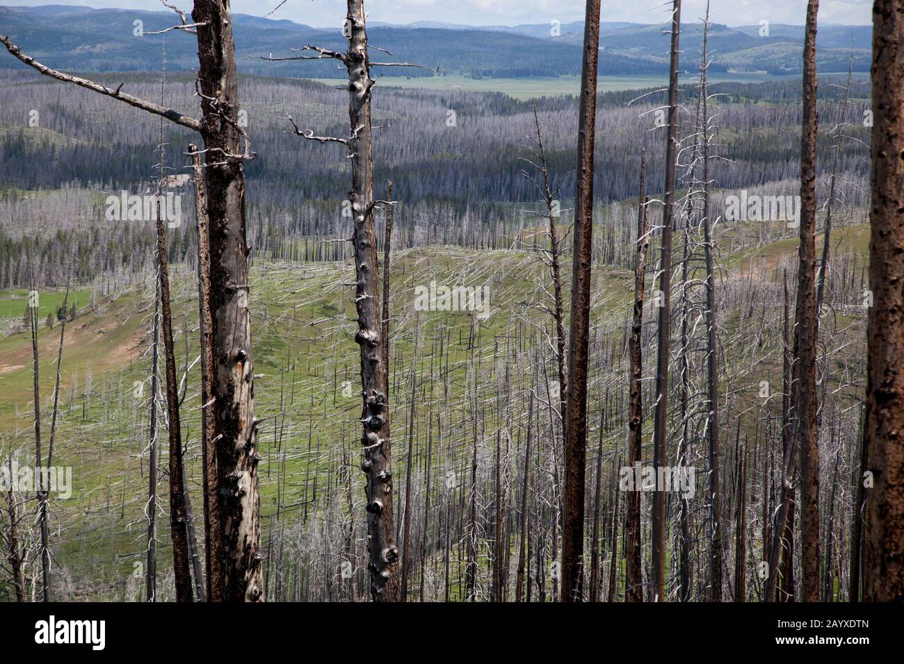 Tote Bäume aus dem Wildfeuer von 1988 stehen meist noch in einem großen Brandgebiet im Yellowstone National Park, Wyoming. Stockfoto