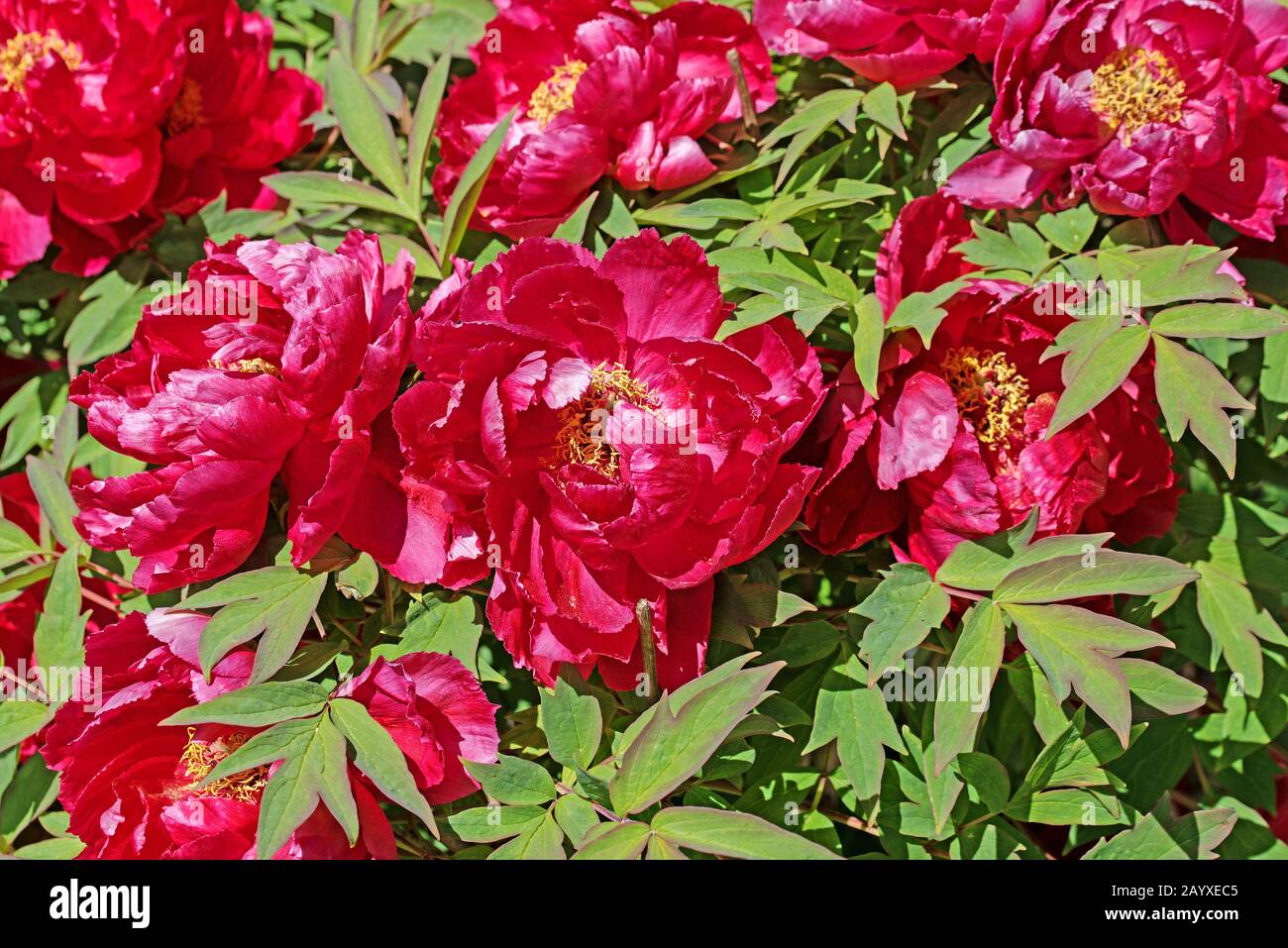 Rote Ponys im Garten Stockfoto