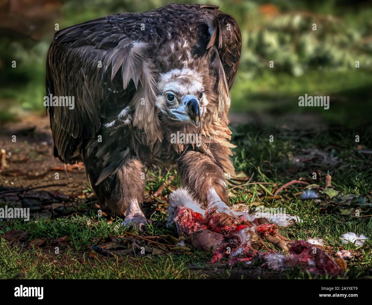 Der größte Greifvogel Spaniens und der häufigste Karrionfresser im Wald des Mittelmeeres. Im Gegensatz zu anderen Arten der Geißelung Stockfoto