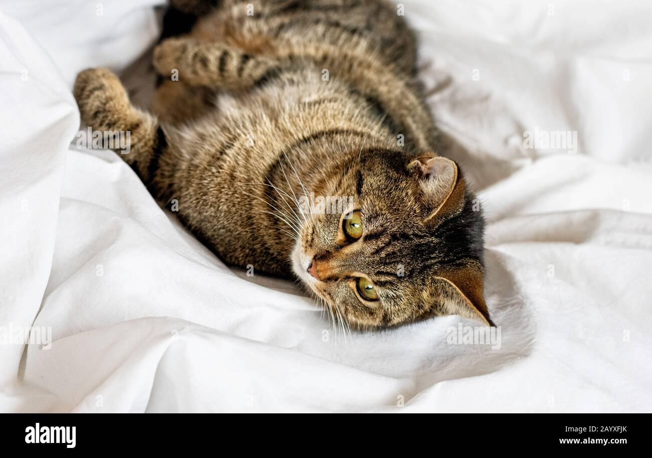 Tabbykatze liegt auf einem weißen Bettlaken. Selektiver Fokus. Nahaufnahme. Stockfoto