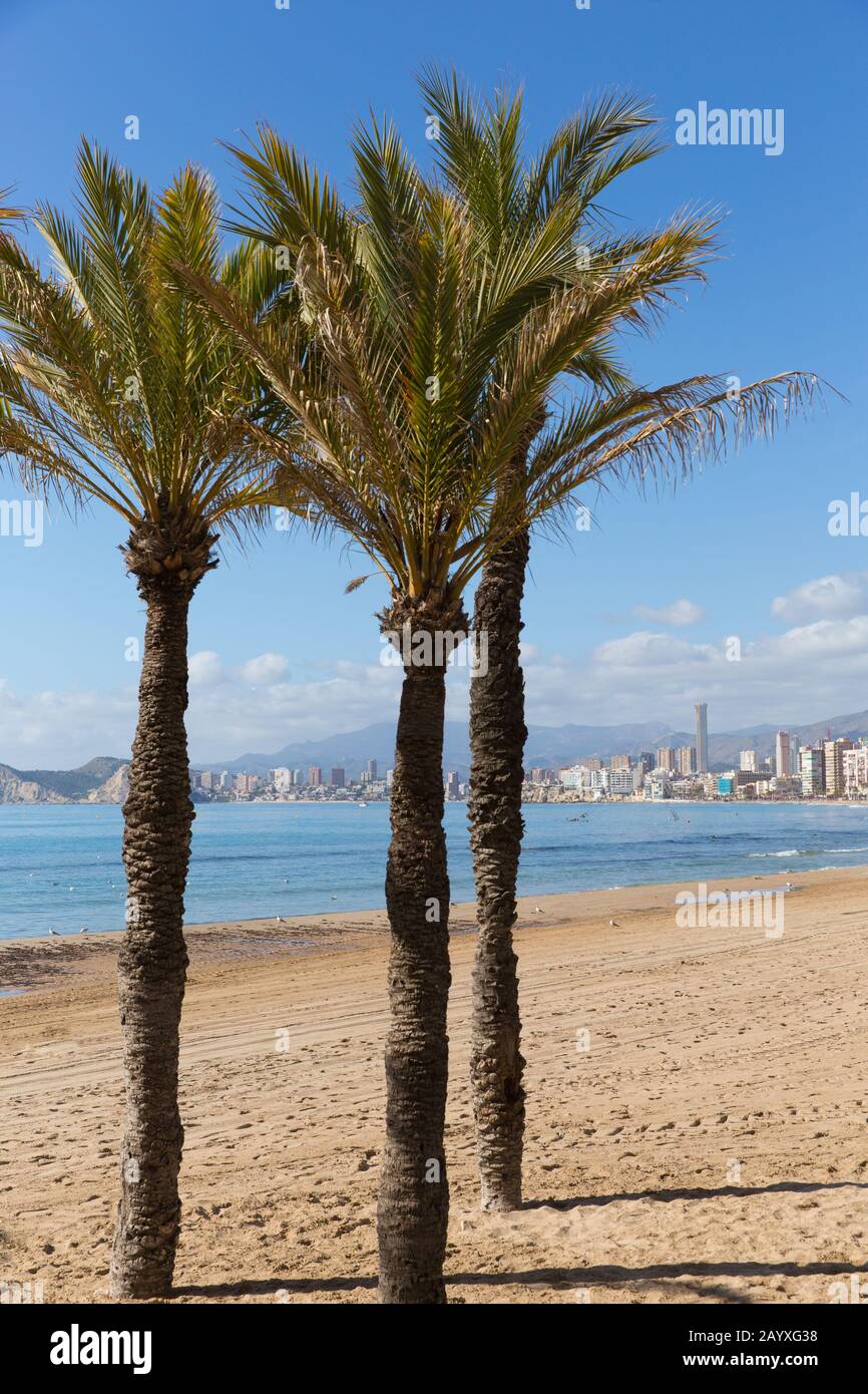 Benidorm Spanien Palmen am Strand spanische Mittelmeerküste bei Sonnenschein Stockfoto