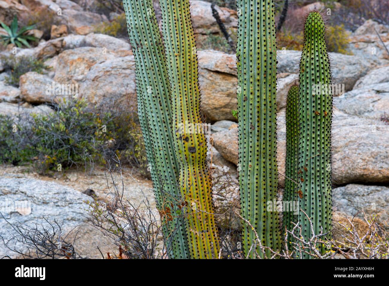 Kakteen auf der Isla Espirituo Santo im Bahia de La Paz, Meer von Cortez in Baja California. Stockfoto