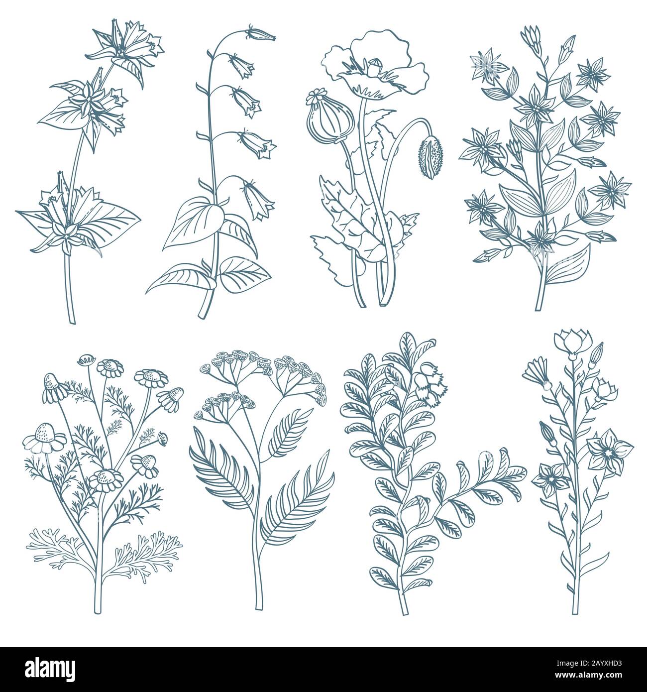 Kräuter Wildblumen botanische Heilpflanzen Vektor in handgezeichneter Form. Kräutermedizin Pflanzen und Illustration der botanischen Pflanze zur Heilung Stock Vektor