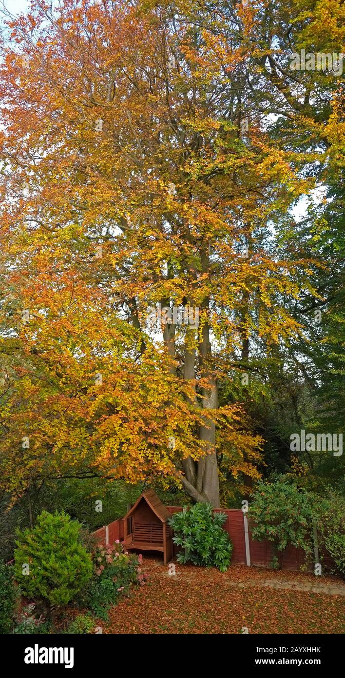 Herbstgarten Der Fall Wales Großbritannien Stockfoto