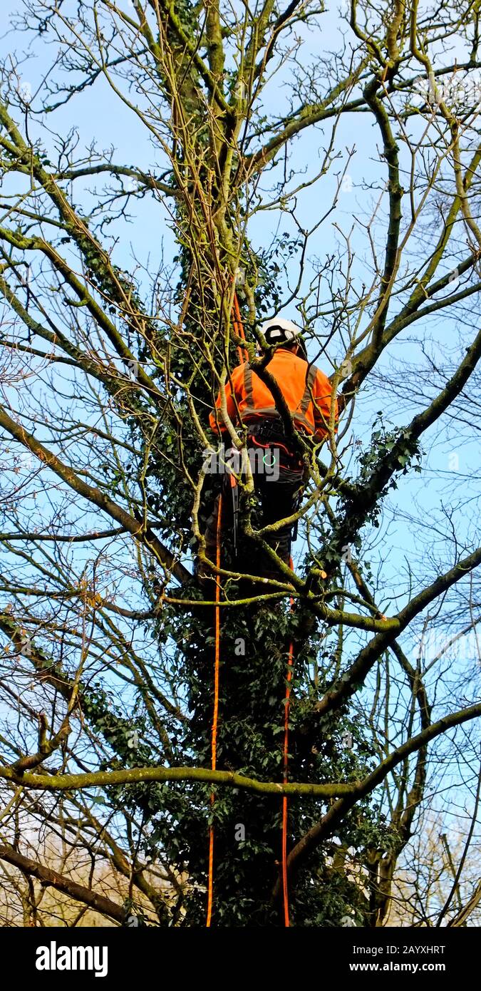Baumchirurg oben einen Sycamore Baum im Winter Großbritannien Stockfoto