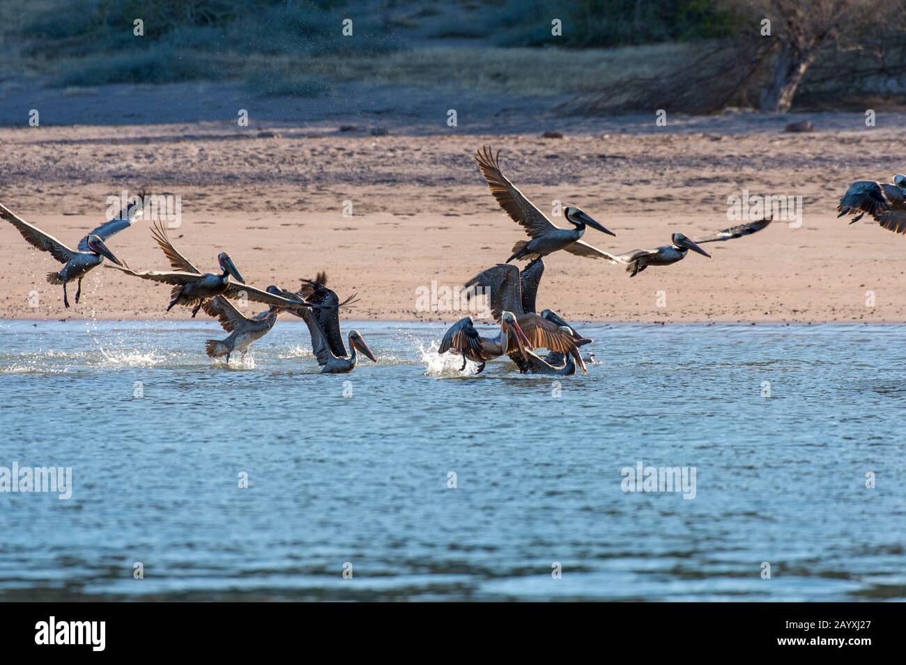 Braune Pelikane (Pelecanus occidentalis), die in den flachen Gewässern in der Bucht von Aqua Verde, einem kleinen Fischerdorf in der Nähe von Loreto, Meer von Cortez in, angeln Stockfoto