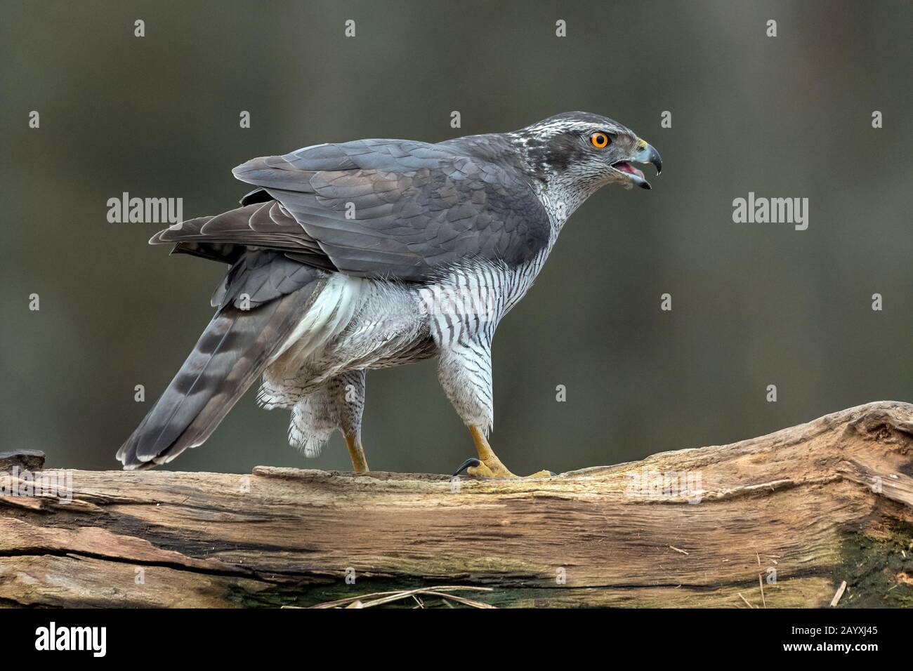 Gosshawk (Accipiter gentilis). Bialowieza, Polen Stockfoto