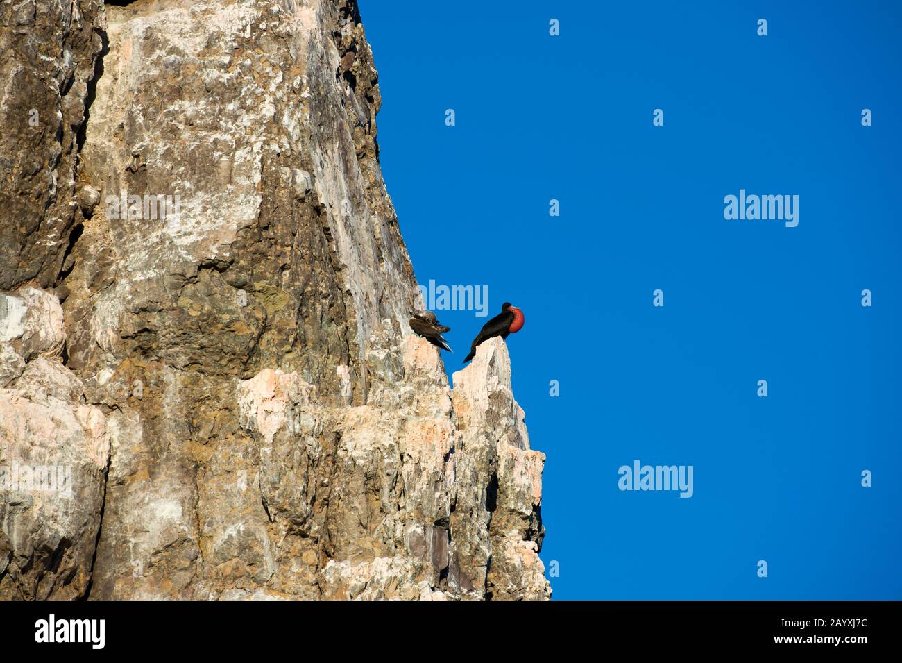 Ein männlicher Frigate-Vogel sitzt auf einem Felsen in der Bucht von Aqua Verde, einem kleinen Fischerdorf in der Nähe von Loreto, Meer von Cortez in Baja California, Mexiko. Stockfoto