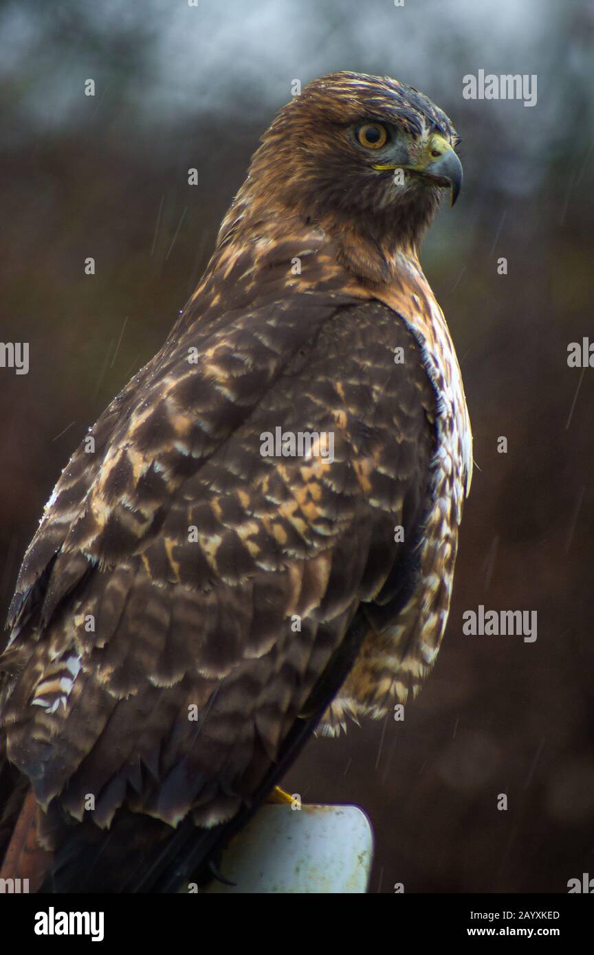 Nahaufnahme eines Red Tailed Hawk Stockfoto