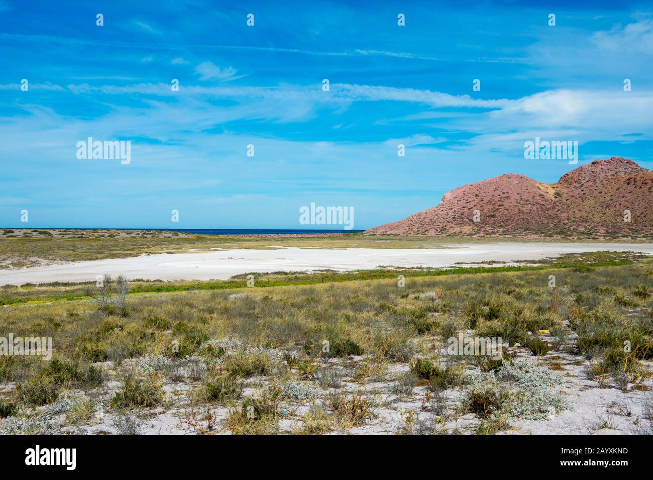 Blick auf die Salzpfanne mit salzbeständigen Pflanzen auf der Insel San Francisco im Meer von Cortez in Baja California, Mexiko. Stockfoto