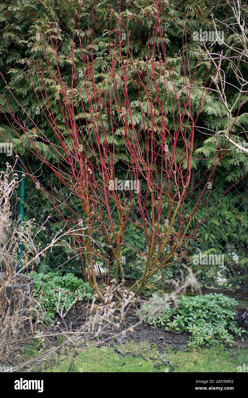 Blättrige Äste aus rotem dekorativem Dogwood im Frühjahr Stockfoto