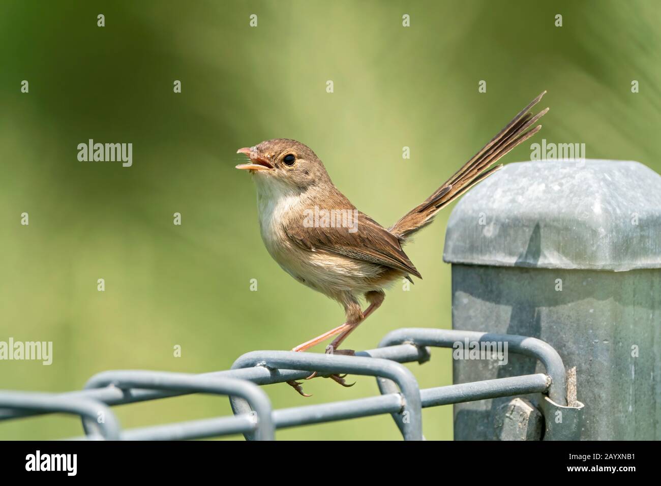 Rot unterlegte Feenwren, Malurus melanocephalus, Weibchen am Drahtzaun, Cairns, Australien 4. Januar 2020 Stockfoto