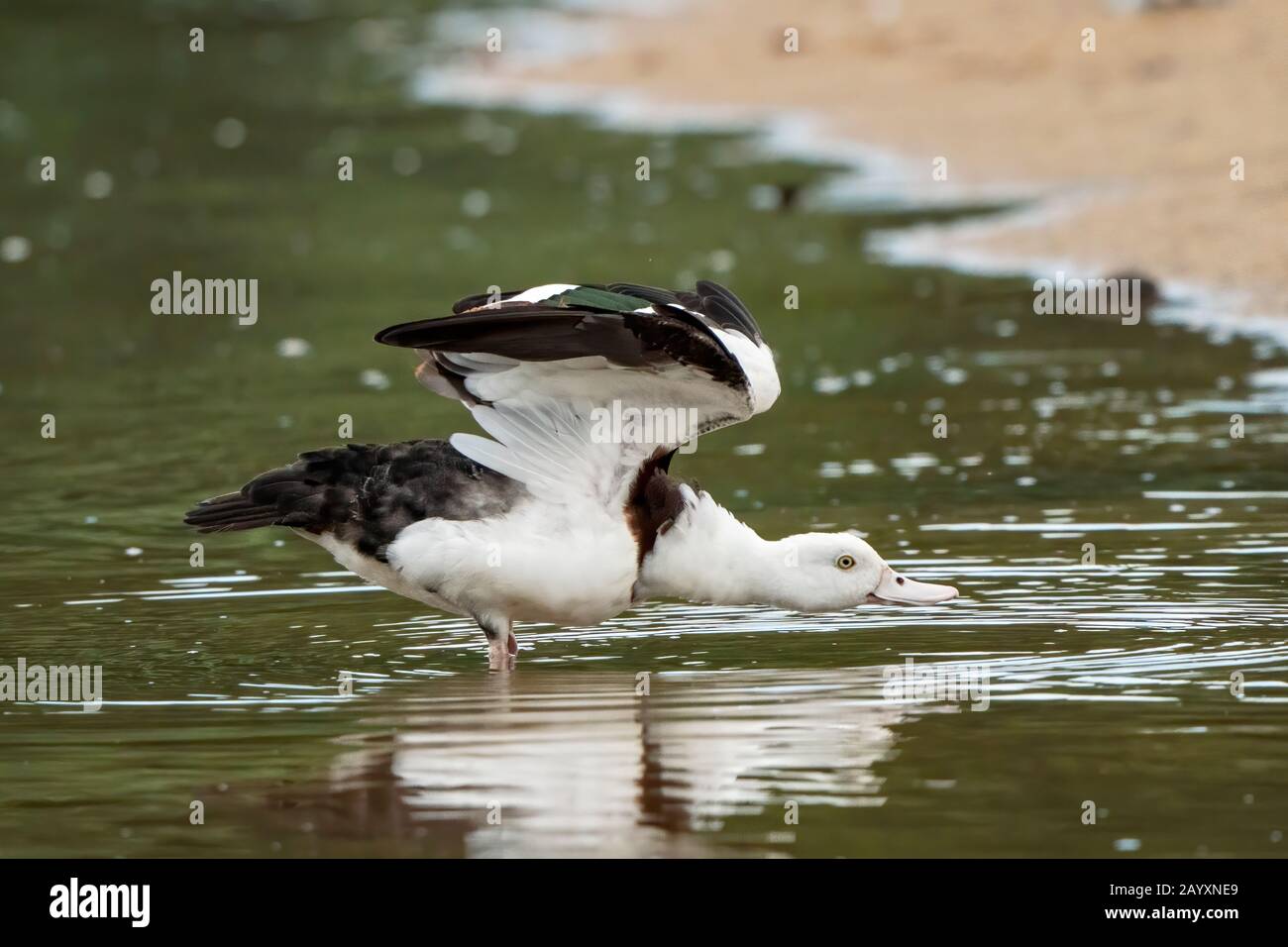 Raja Shelduck, Radjah Radjah, Einzelvogel im Flachwasser, Cairns, Australien 10. Januar 2020 Stockfoto