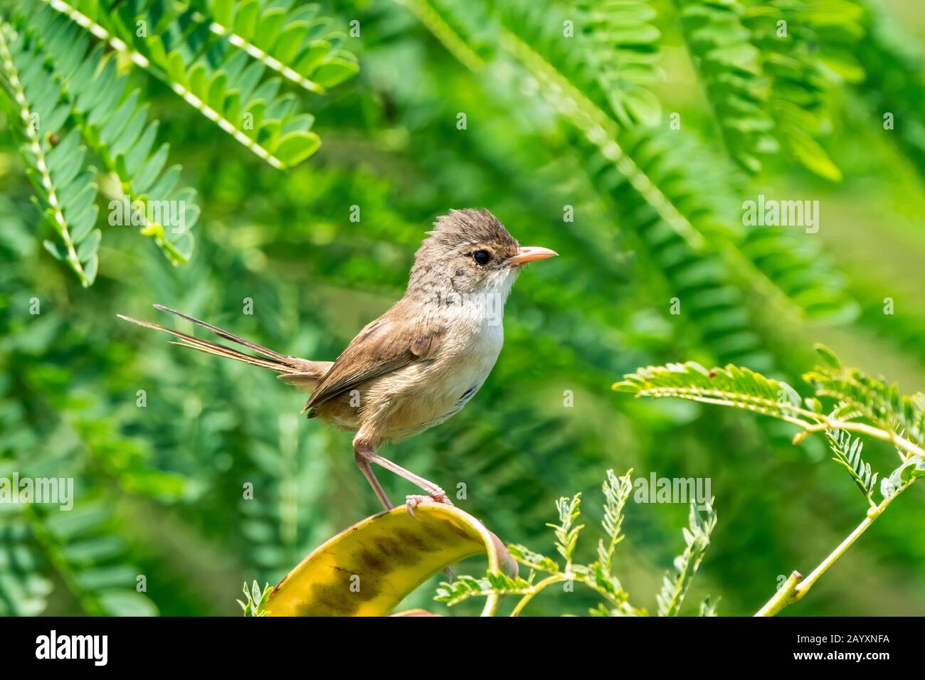 Rot unterlegte Feenwren, Malurus melanocephalus, Weibchen auf Vegetation, Cairns, Australien 4. Januar 2020 Stockfoto