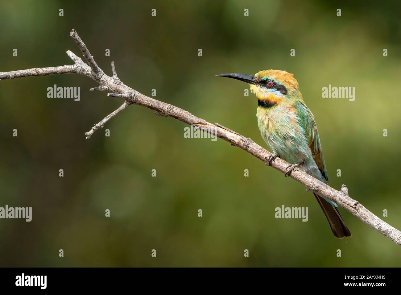 Rainbow Bee Eater, oder Regenbogenbiene-eater, Merops ornatus, Einzelvogel, der auf Stacheldrahtzaun, Daintree, Queensland, Australien thront Stockfoto