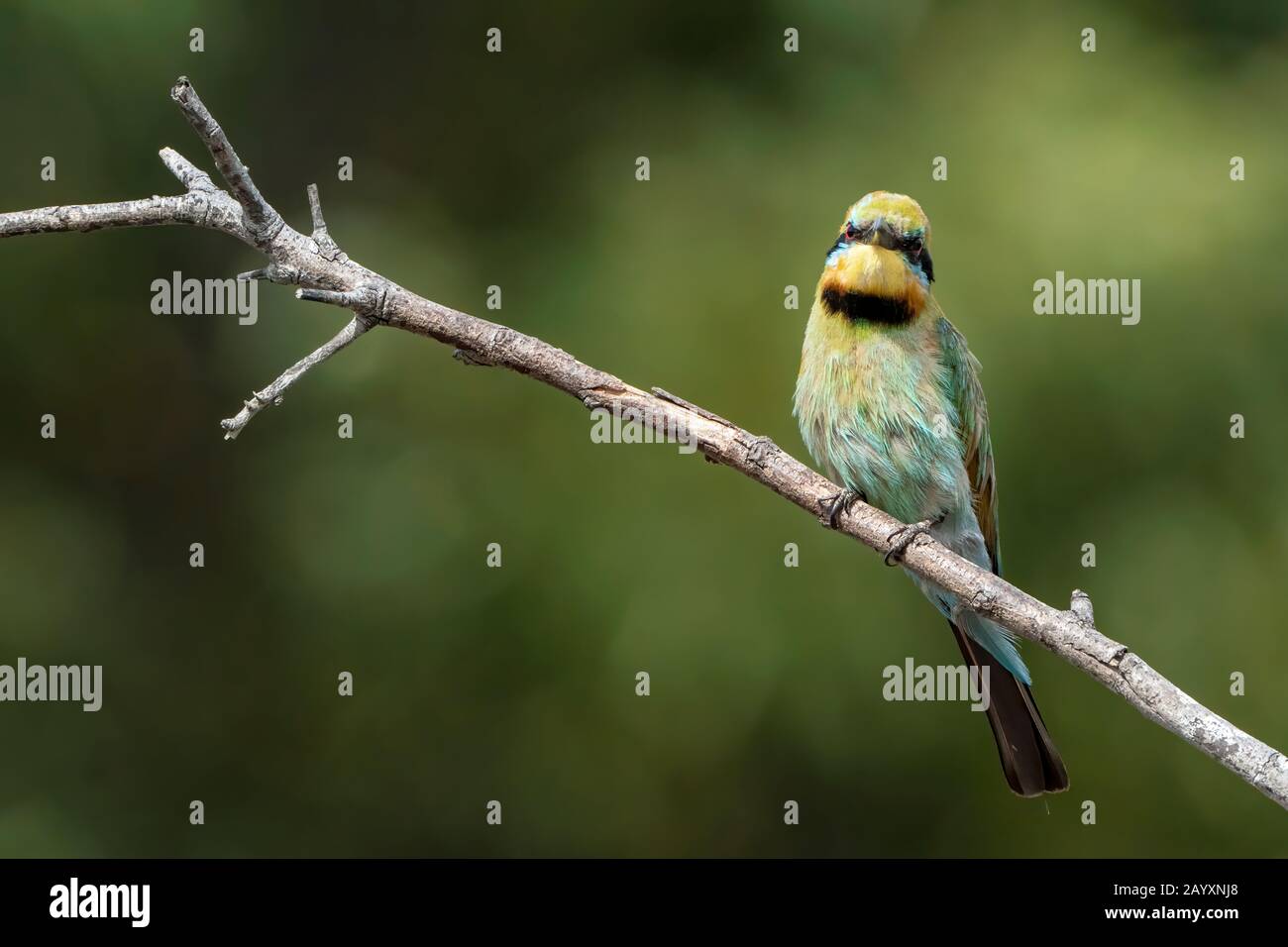 Rainbow Bee Eater, oder Regenbogenbiene-eater, Merops ornatus, Einzelvogel, der auf Stacheldrahtzaun, Daintree, Queensland, Australien thront Stockfoto