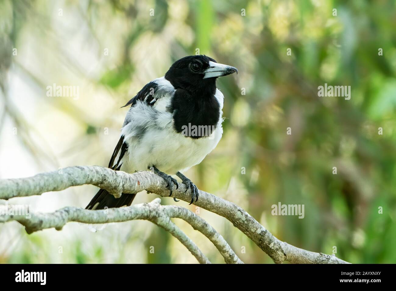 Pied Butcherbird, Cracticus nigrogularis, junger Vogel, der in einem Baum thront, Queensland, Australien 4. Januar 2020 Stockfoto