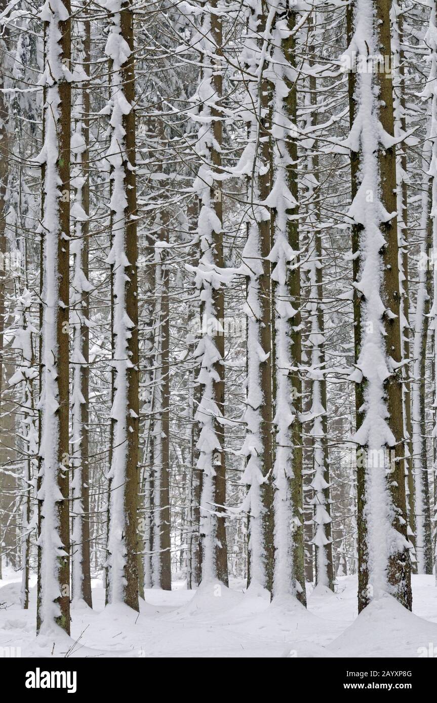 Baume im Schnee Stockfoto