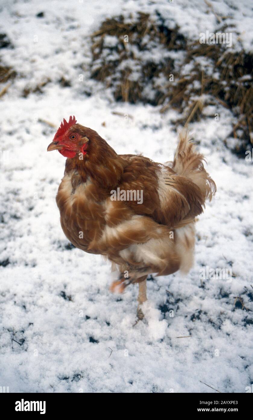 ISA Brown Henne, alleinerziehiger Erwachsener im Schnee Stockfoto