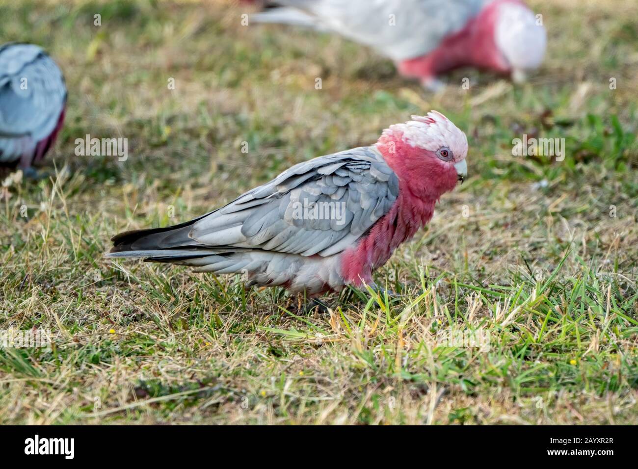 Galah (Eolophus roseicapilla) Erwachsener, der auf kurzer Vegetation spazieren geht, Queensland, Australien Stockfoto