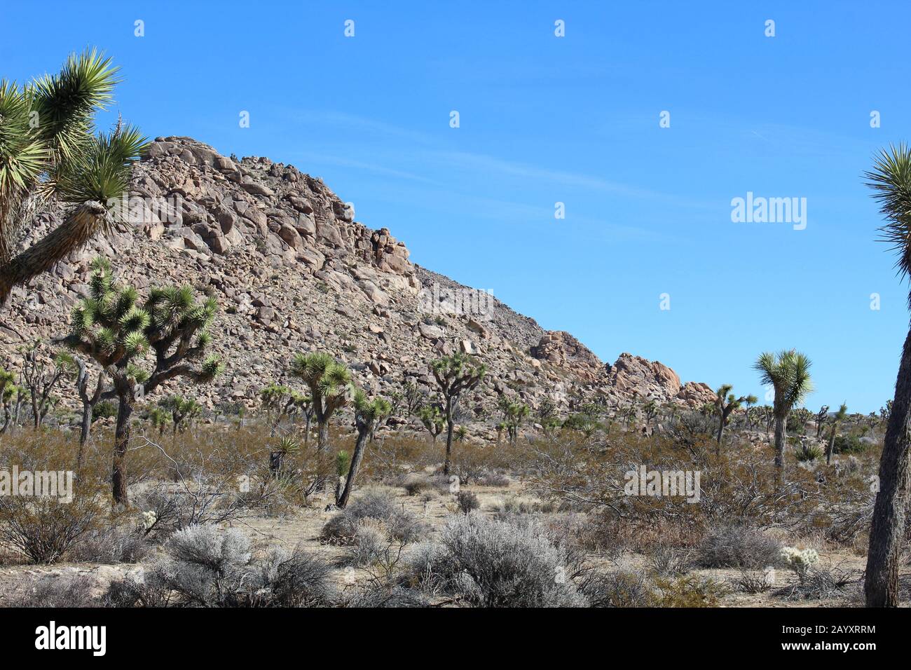 Joshua Tree Woodland ist eine Art einheimische Pflanzengemeinschaft mit Yucca Brevifolia und Bestandteilen, deren Sortiment im Allgemeinen der Mojave-Wüste folgt. Stockfoto