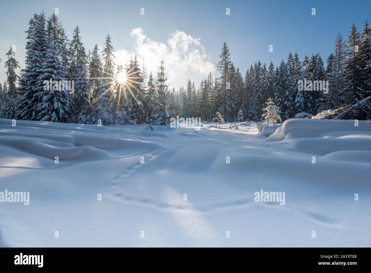 Sonne und Schnee im Wald Stockfoto