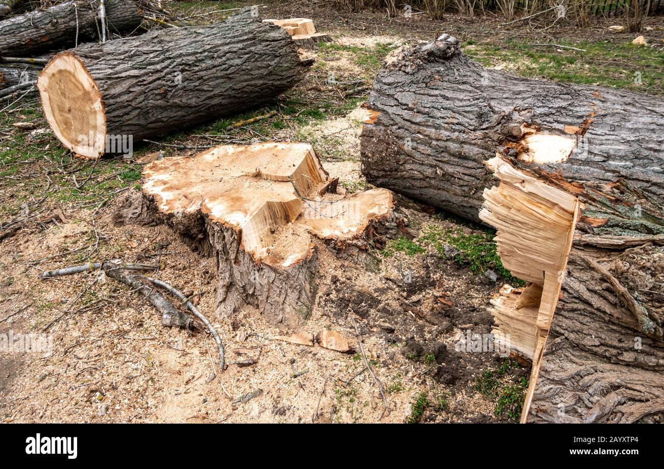 Baumschlag nach Sturmschäden Stockfoto