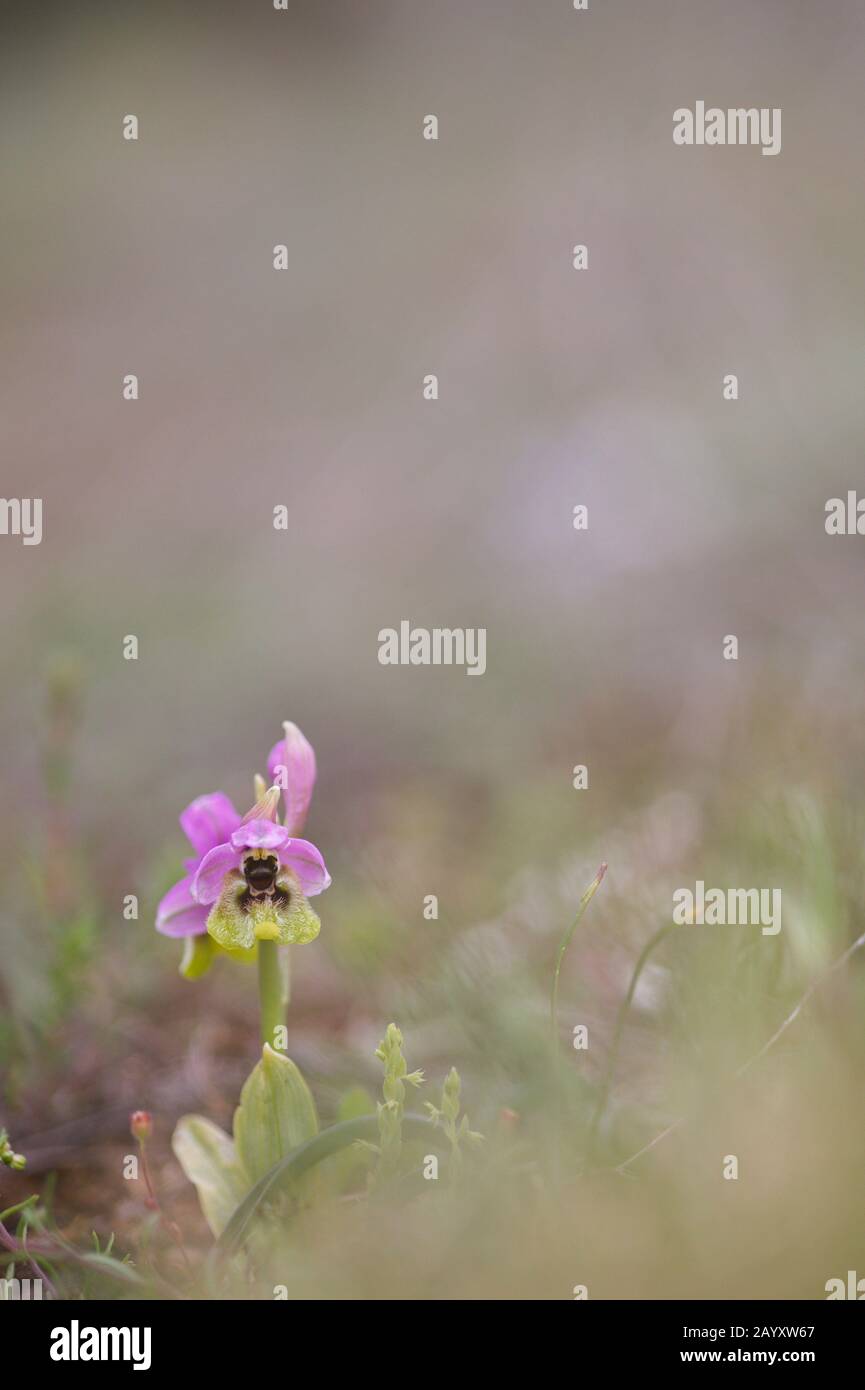 Mai 2018; Saseta, Burgos (Spanien). Die Orchidee Ophrys tenthredinifera auf der Wiese. Stockfoto