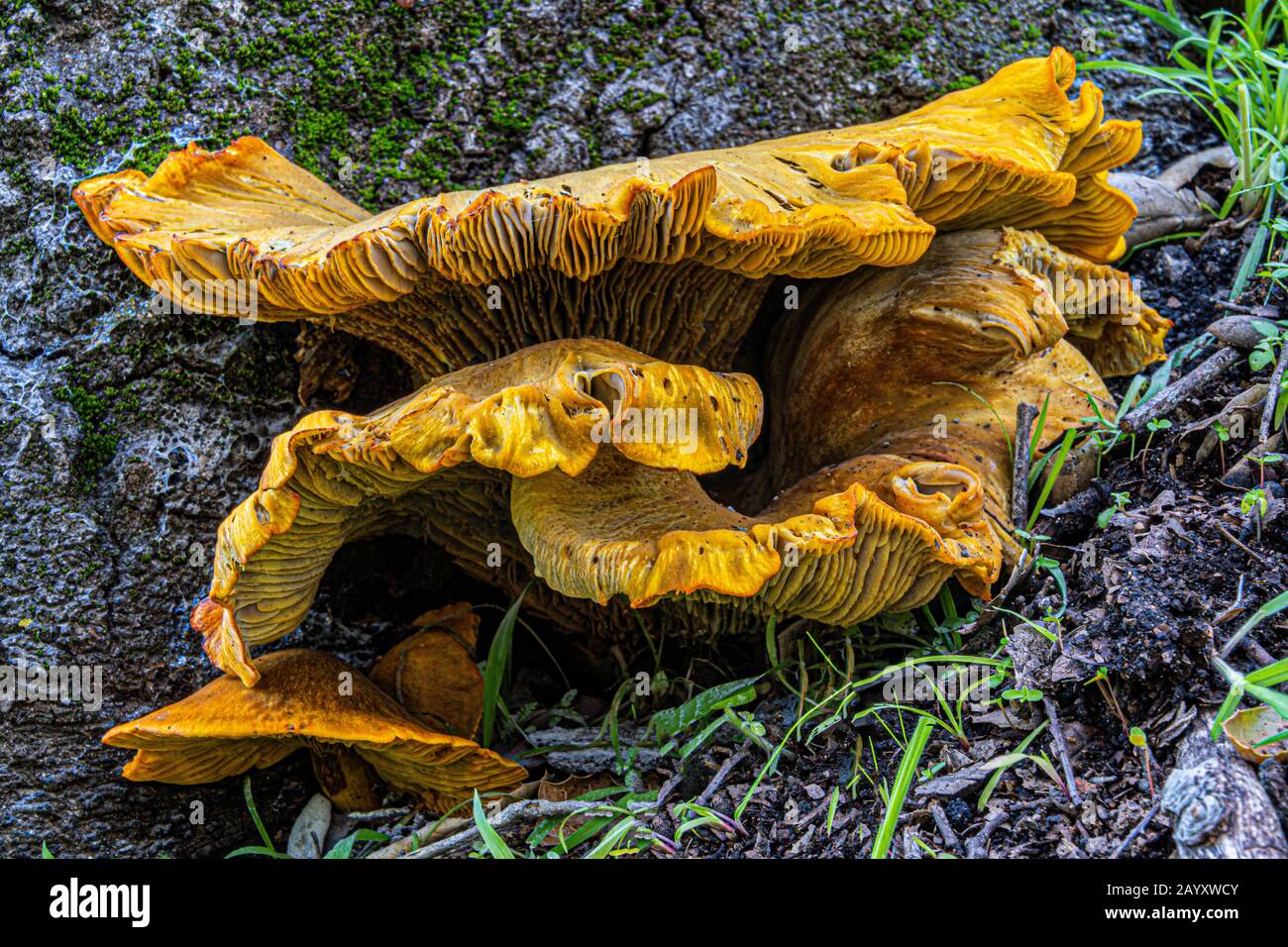 Pilzpilz wächst auf verrottendem Baum Stockfoto