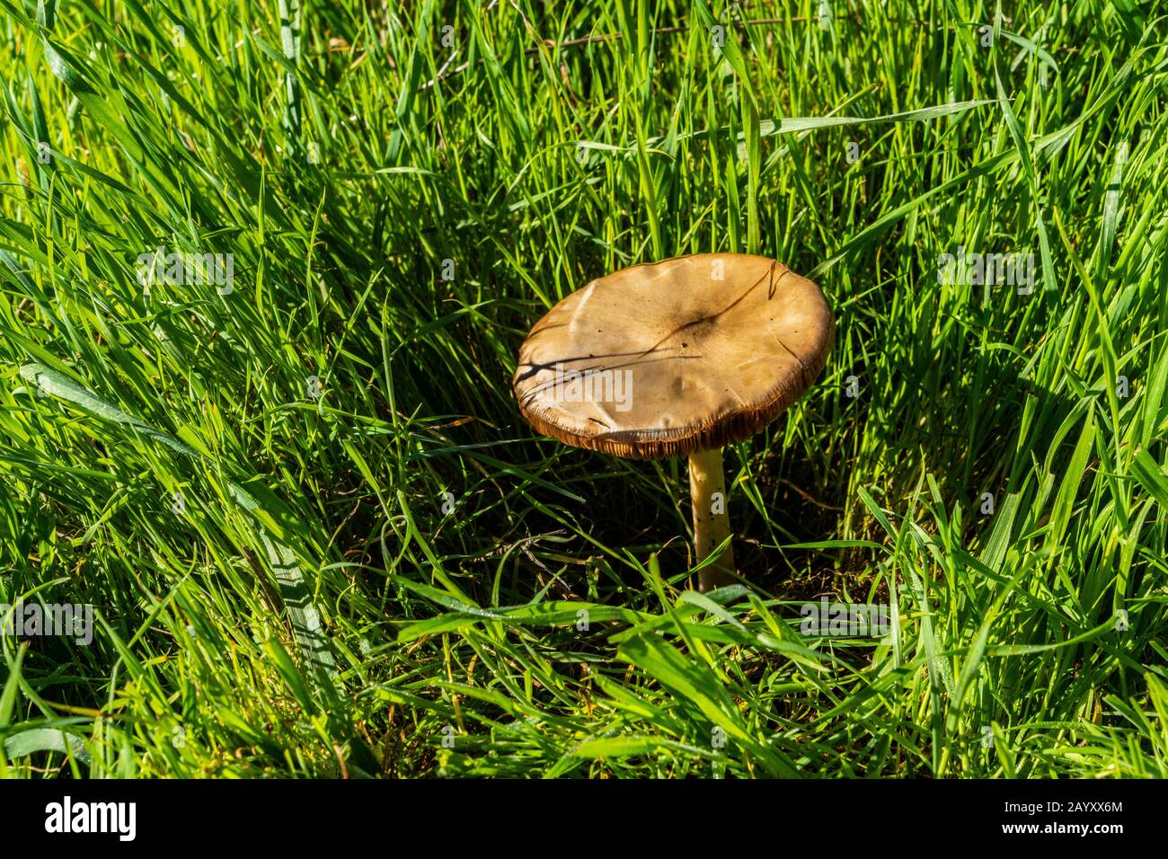 wilde Pilze im Rasen Stockfoto